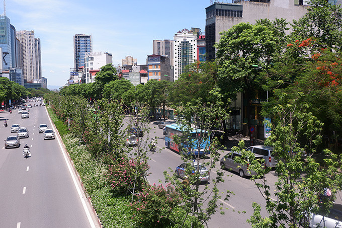 Hàng phong trên đường Trần Duy Hưng không còn khô héo như thường ngày.