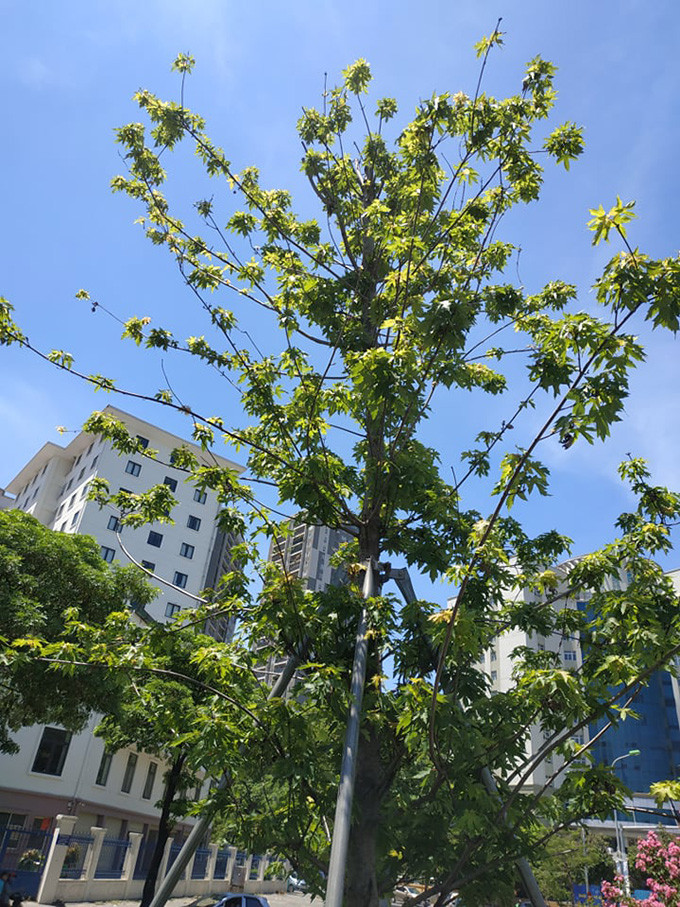 Ngày 22/6, PV Kiến Thức đã đi ghi nhận thực tế. Trái với lo lắng của một bộ phận người dân, hàng cây phong lá đỏ vẫn trổ lá xanh tươi giữa cái nắng 40 độ C.