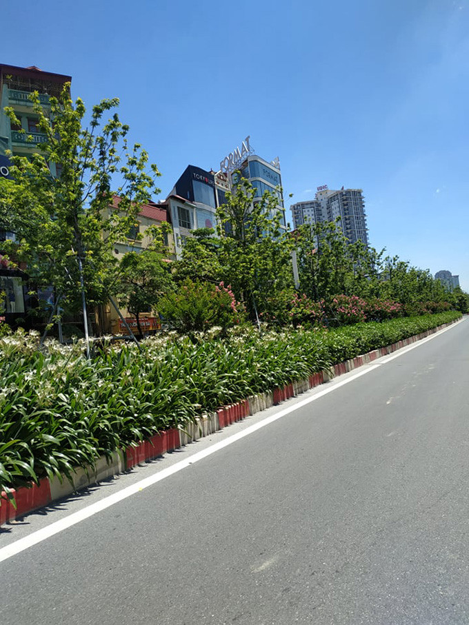 Trước đó, đã có những thời điểm hàng cây bị khô héo, không phát triển bình thường.