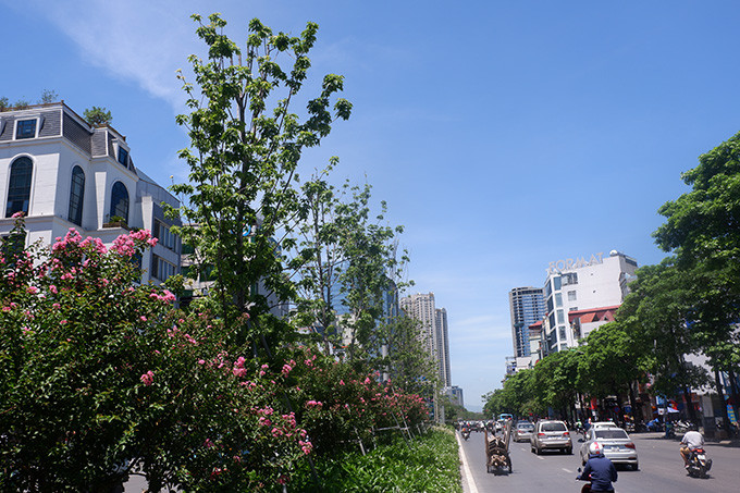 Việc trồng phong lá đỏ tại Hà Nội từng nhận nhiều tranh cãi trái chiều. Nhiều ý kiến cho rằng, phong là loài cây xứ lạnh sẽ không phù hợp với khí hậu Hà Nội.