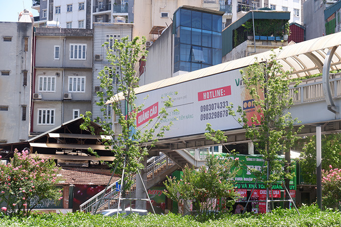 Những cây phong trổ lá xanh tươi.