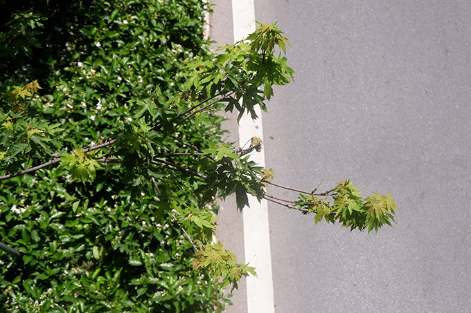 Khi được trồng, hàng phong được kỳ vọng sẽ là điểm nhấn của Hà Nội. Nhưng đến nay người dân Thủ đô chưa 1 lần được nhìn hàng cây đổ màu đỏ đúng nghĩa.