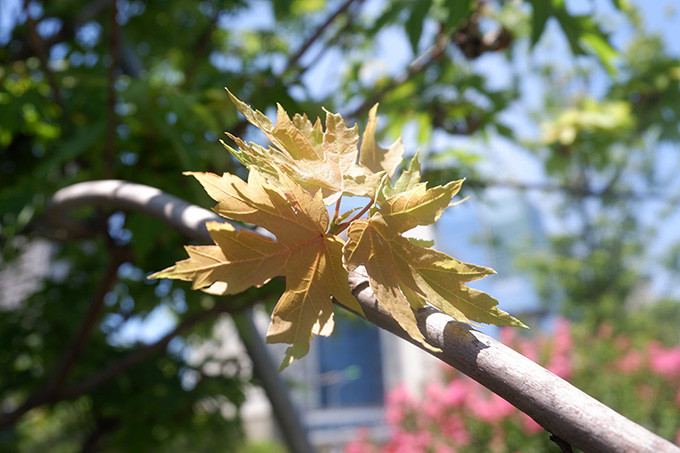 Thực tế cũng cho thấy, từ khi được trồng tại Hà Nội từ 2017 đến nay, hàng phong lá đỏ chưa 1 lần mang đúng màu sắc vốn có của loài cây này.