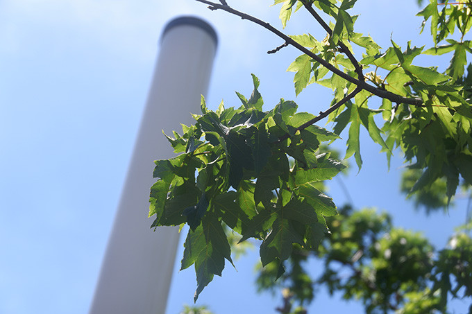 Được biết, số lượng phong lá đỏ này được Công ty TNHH MTV Công viên cây xanh Hà Nội trồng thử nghiệm ở dải phân cách trên tuyến đường Nguyễn Chí Thanh, Trần Duy Hưng… từ năm 2017. Số cây phong này nằm trong chủ trương của TP Hà Nội về việc trồng một triệu cây xanh giai đoạn 2016 - 2020 để xây dựng môi trường xanh, cải thiện không khí và cảnh quan đô thị.