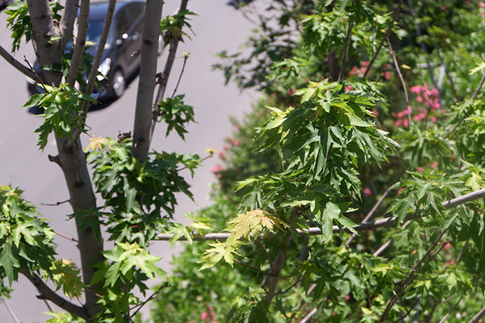 Theo người dân, từ khi được trồng đến nay, có lẽ đây là lần đầu tiên hàng phong xanh tốt đến như vậy. Xem thêm video: Phong lá đỏ Hà Nội bất ngờ khoe sắc. Nguồn: VTC 14.