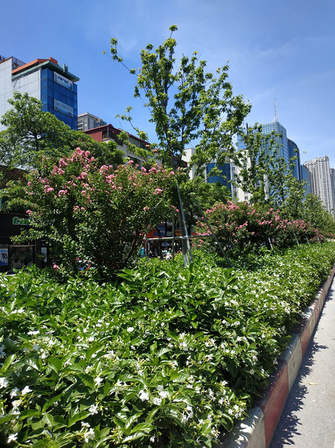 Những ngày qua, qua các kênh tiếp nhận thông tin, Báo Kiến Thức nhận được phản ánh của người dân lo ngại về việc, thời gian qua, nhiệt độ ở Hà Nội luôn ở ngưỡng 40 độ C, với nền nhiệt cao như vậy, hàng cây phong lá đỏ được trồng trên đường Trần Duy Hưng khó có thể tồn tại, phát triển được. Bởi lẽ, những cây này thuộc cây xứ lạnh.