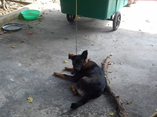 Hy huu hang xom kien nhau ra toa gianh quyen nuoi cho