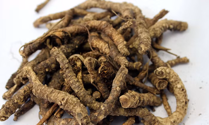 Người bị mọc mụn ngứa bên trong và sưng mũi hãy kết hợp tân di với hoàng liên đem sao vàng, tán bột hòa với nước uống. Ảnh: Ydvn.net.