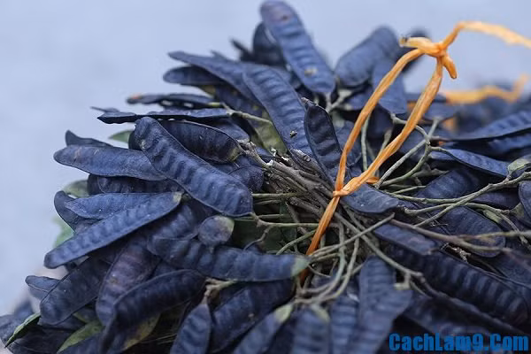 Bài thuốc từ tân di trị ngạt mũi, giảm khứu giác: Tân di, bồ kết, thạch xương bồ lấy 1 lượng đều nhau đem tán bột rồi thổi vào mũi. Ảnh: Cachlam9.