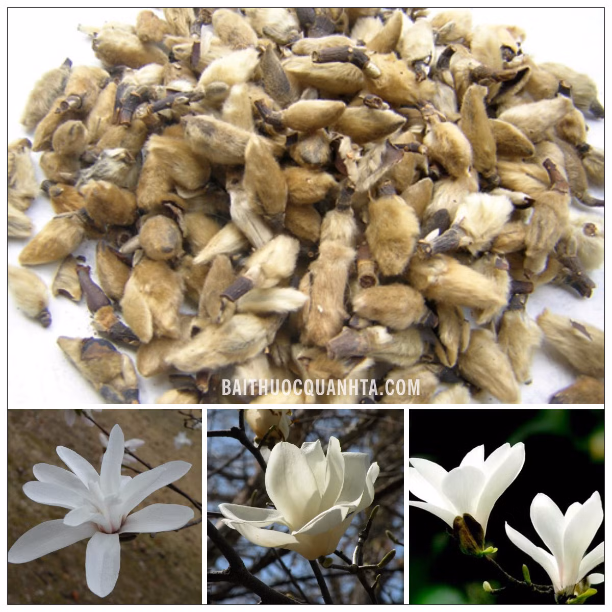 Bên cạnh bài thuốc trị các chứng viêm xoang, viêm mũi dị ứng… thì tân di còn có thể dùng để trị được nhiều căn bệnh khác. Ảnh: Bài thuốc quanh ta.