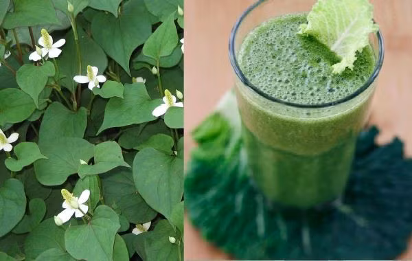 Sinh tố rau diếp cá: Loại đồ uống này có tác dụng thanh nhiệt, làm mát, thanh lọc cơ thể. Ảnh: Baophunu.