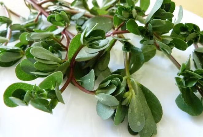 Rau sam: Đây là loại rau trường thọ được thế giới săn lùng và sử dụng nhiều trong các bài thuốc vì những giá trị cực tốt. Ảnh: Trithuc.