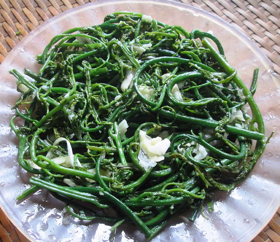 Loại rau này đặc biệt giàu protein, chất béo, carbonhydrate, khoáng chất và vitamin, giá trị dinh dưỡng rất cao. Ảnh: VTV4.