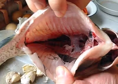 Đến nay chưa có tài liệu khoa học nào khẳng định việc nuốt mật cá có tác dụng chữa bệnh mà thực tế rất nhiều trường hợp nuốt mật cá đã tử vong. Mật của một số loại cá đều có chất độc, nếu ăn phải có thể bị ngộ độc nguy hiểm. Ảnh: Pasgo.