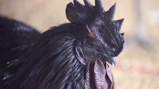 Bên cạnh việc nó vô cùng hiếm và có giá bán được phát ra ở mức khủng khiếp. 2500 USD cho 1 con gà đen thuần chủng. Ở Việt Nam con gà này được chào bán lên tới 50 triệu đồng/ con. Ảnh: Autofun.