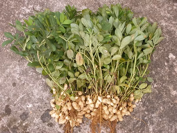 Không chỉ có hạt là mà các bộ phận khác của cây lạc cũng có thể dùng để làm thuốc. Ảnh: Nhà máy NPK đình vũ.