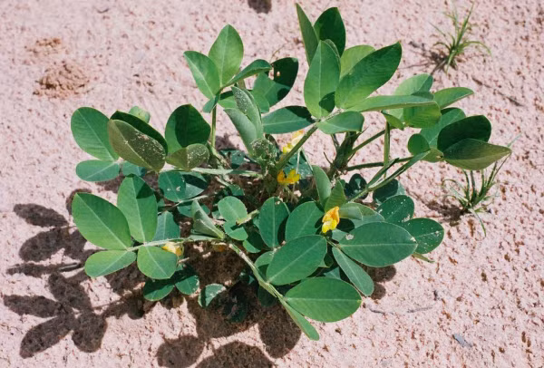 Thân cây lạc non kết hợp với lá lạc sắc lấy nước uống dùng cho những người mắc bệnh cao huyết áp hoặc có thể dùng vỏ lạc tán bột hòa nước uống. Ảnh: Ydvn.net.