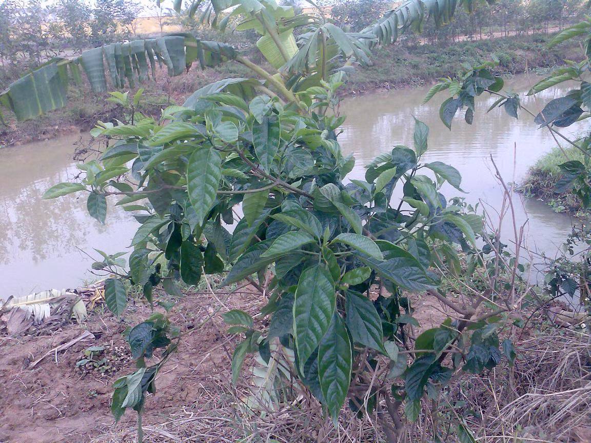 Phụ nữ bị băng huyết sau sinh và rong huyết có thể sử dụng bài thuốc từ cây bọ mẩy. Ảnh: Forum Bacsi.com