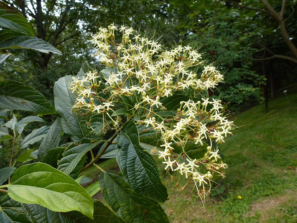  Cây thuốc bọ mẩy thường chữa được nhiều bệnh như giúp giảm sốt, nóng trong, xuất huyết và nhiều bệnh phụ nữ được Đông y sử dụng rộng rãi. Cây thuốc này thường mọc thành từng bụi ở ven đường, phân bố trải dài từ Bắc đến Nam Việt Nam. Ảnh: Công ty TNHH Tuệ Linh. 