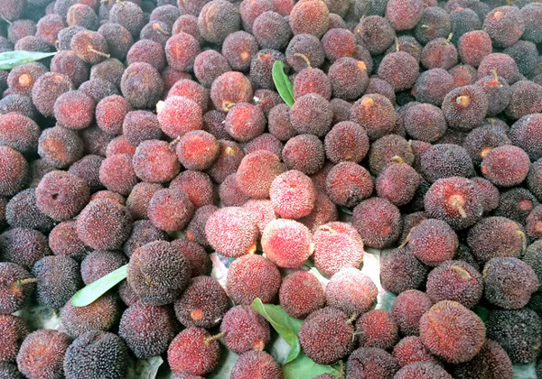 Vì là loại quả rừng lại có nhiều múi nhỏ chi chít sần sùi nên xung quanh quả thanh mai trở thành môi trường lý tưởng để các loại côn trùng như sâu đẻ trứng lên đó. Ảnh: Vietnamnet.