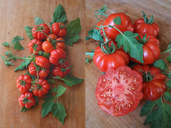 Ăn cà chua khi đói: Trong quả cà chua có chứa rất nhiều pectin và nhựa phenolic, nếu bạn ăn cà chua vào những lúc đói, những chất này có thể phản ứng với a-xít, ảnh hưởng lớn đến dạ dày khiến bạn nôn mửa, đau bụng. Ảnh: Monngonmoingay.