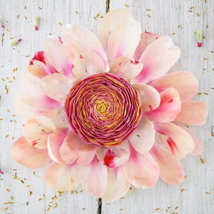 Những cánh hoa mong manh thuần khiết khiến ai nhìn cũng không nỡ ăn một tác phẩm nghệ thuật dễ thương như vậy.