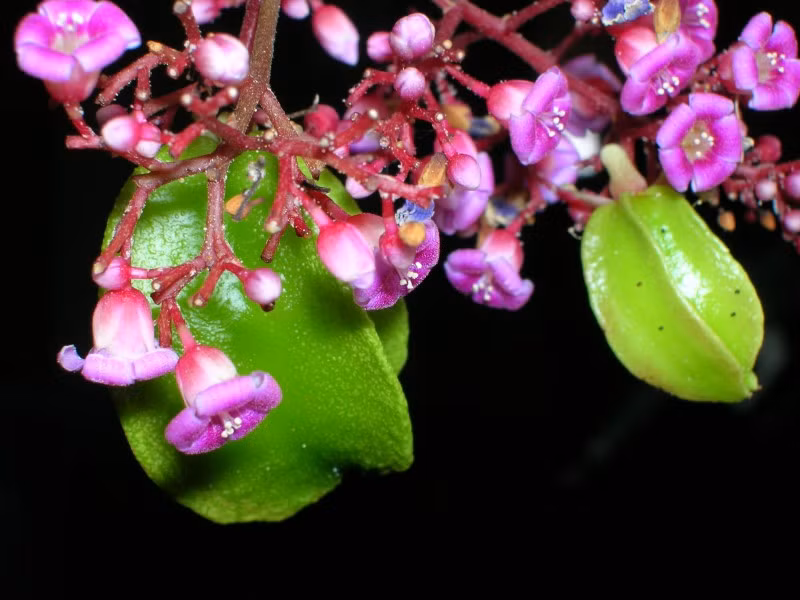 Trẻ nhỏ bị sốt cao và lên cơn co giật có thể kết hợp: hoa khế, lá dành dành, nhọ nồi, hoa kim ngân, cam thảo, bạc hà đem sắc lên cho trẻ uống thay nước trong ngày để hạ sốt. Ảnh: Trung tâm sức khỏe.