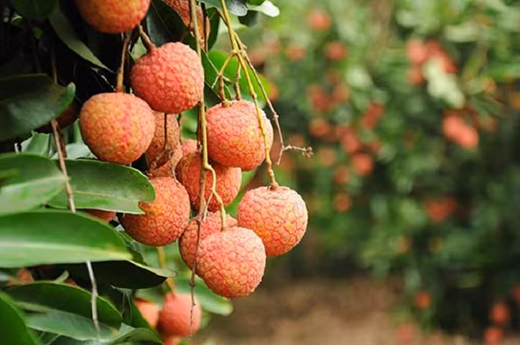 Cần lựa chọn nguyên liệu làm mặt nạ an toàn, không có chất bảo quản vì nếu vải hoặc chuối có quá nhiều chất bảo quản cũng sẽ gây ra những tác dụng ngược trở lại cho da và thậm chí là ảnh hưởng đến sức khỏe. Ảnh: Vải thiều thanh hà. 