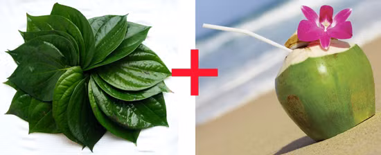 Nguyên liệu chính trong bài thuốc là dừa xiêm và lá trầu không. Mỗi ngày bạn cần 1 quả dừa và khoảng 100g lá trầu không để chế biến bài thuốc này. Ảnh: Bài thuốc dân gian hay. 