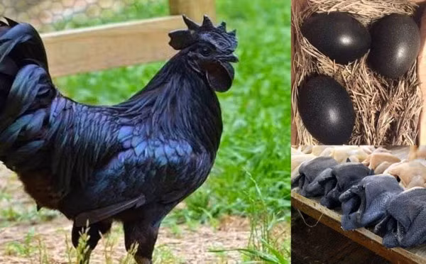 Nó còn đặc biệt tốt cho phụ nữ mang thai, sau sinh trẻ nhỏ và những người cơ thể suy nhược. Ảnh: alwatanvoice.