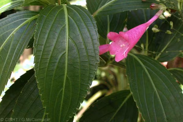 Chàm mèo là loại cây thuốc lưu niên thường phân bố chủ yếu ở khu vực đồi núi phía Bắc, đặc biệt là ở những khu vực khí hậu ẩm ướt. Ảnh: Azungthu