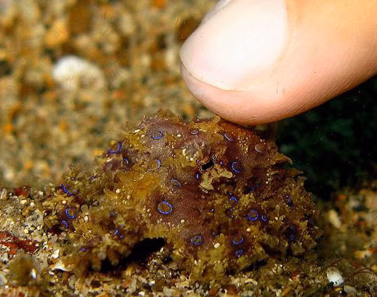 Trong mực tuộc đốm xanh có chứa độc tố maculotoxin và tetrodotoxin có thể khiến bạn ngộ độc với những biểu hiện như chóng mặt, buồn nôn, nôn nhiều, mất tiếng, mệt lả, khó thở, mất cảm giác và tri giác, dễ dẫn tới trụy tim mạch. Ảnh: KT