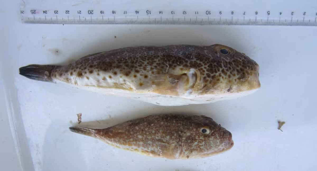 Hàng năm, có rất nhiều người bị ngộ độc do ăn nhầm cá nóc và tử vong. Vì thế bạn cần cẩn trọng tránh ăn hoặc mua nhầm phải cá nóc để rước họa vào thân. Ảnh: ĐHNT.