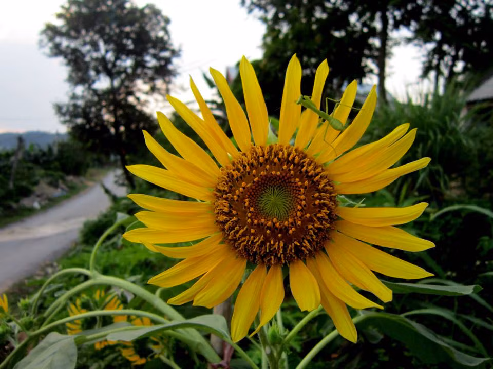 Thân hướng dương trị bệnh tiểu dưỡng chấp khá tốt. Bạn hãy lấy một đoạn ngắn khoảng 60cm thân cây hướng dương và khoảng 60g rễ cần cạn sắc uống. Ảnh: Website đại từ. 