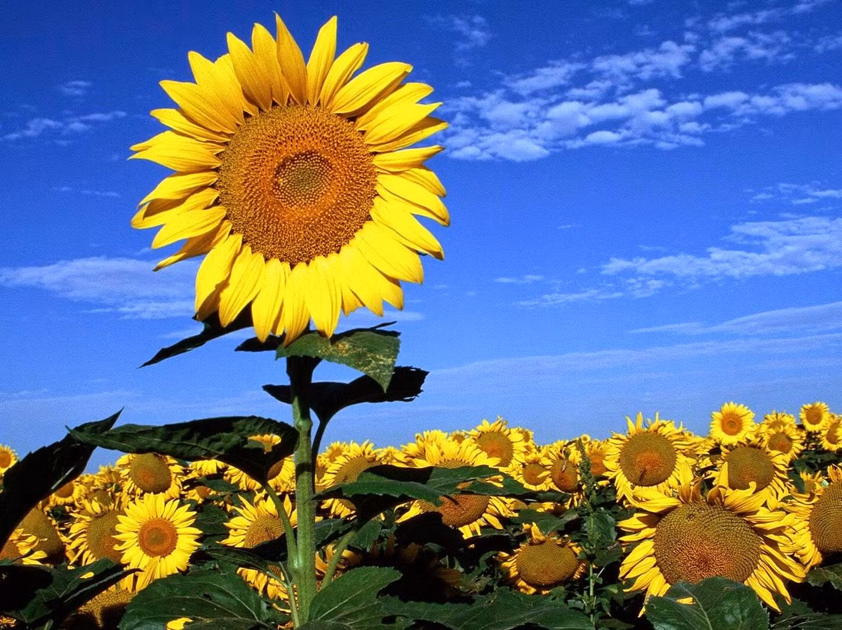 Bên cạnh hoa thì các bộ phận khác của hướng dương như: rễ, thân, lá và hạt đều có thể tận dụng để làm thuốc. Ảnh: Điện hoa 24h. 