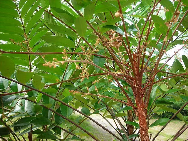 Dưới đây là một số bài thuốc trị bệnh từ cây mật nhân. Ảnh: Tư vấn khỏe.