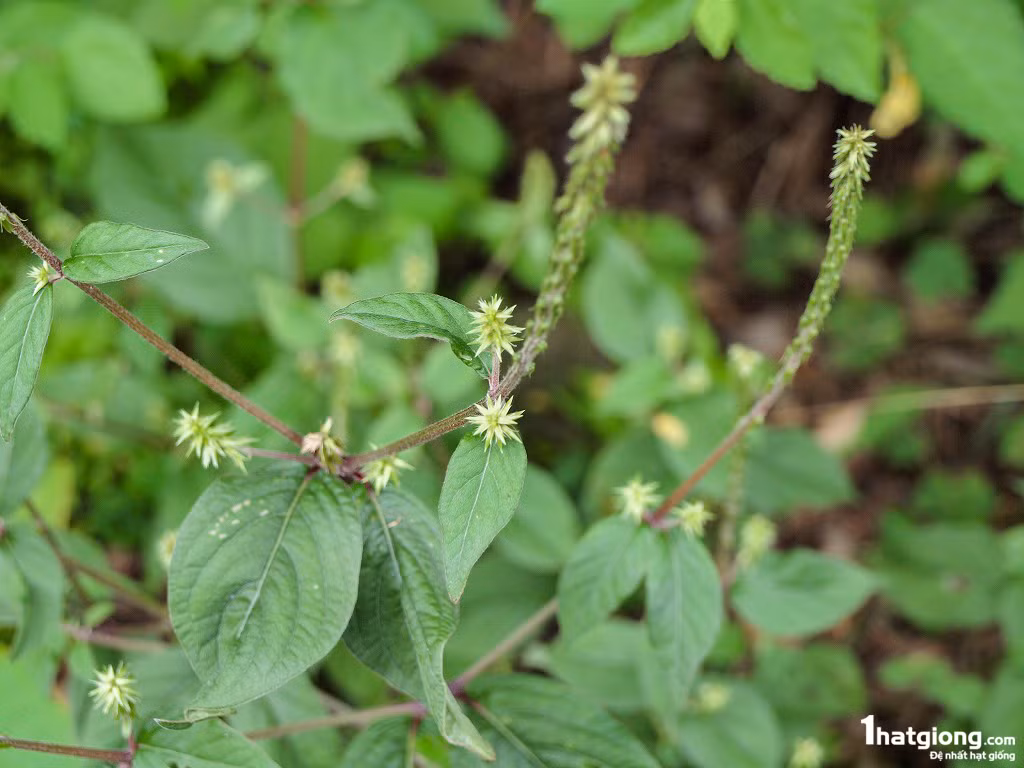 Rễ mù u trị đau nhức xương khớp. Cách dùng: 20g rễ mù u, cỏ xước, cành dâu mỗi thứ 10g đem sắc lên uống. Ảnh: Diễn đàn đánh giá thuốc. 