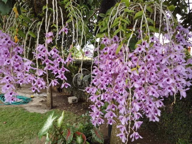 Lan Phi Diệp: Loài lan này còn có rất nhiều tên gọi khác nhau như: phi điệp, hoàng thảo đùi gà, huỳnh thảo… Y học cổ truyền lại gọi lan phi diệp với tên thuốc là kẹp thảo hay thạch hộc. Ảnh: Phong Lan Rừng.