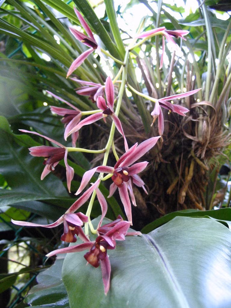 Lan kiếm: Tất cả các bộ phận của cây hoa đều được tận dụng để làm thuốc chữa bệnh. Ảnh: Vườn hoa lan.