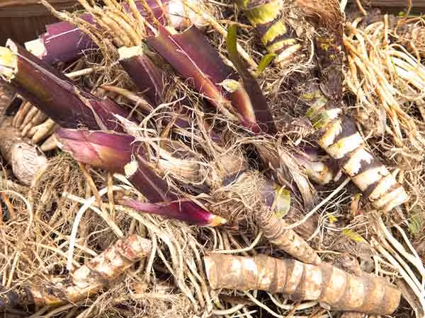 Dùng cây Calamus cai nghiện thuốc lá: Đây là loại thảo mộc cai thuốc lá rất hữu ích. Bạn có thể lấy một lượng nhỏ calamus dạng bột cho vào miệng ngậm và nuốt nó là có tác dụng mong muốn.