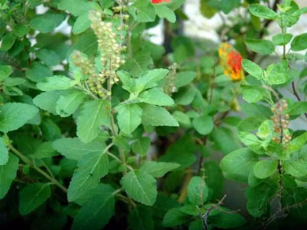 Lá hương nhu cai thuốc: Lá hương nhu có chứa những thành phần giúp giảm ham muốn sử dụng thuốc và khắc phục những vấn đề gây ra do nghiện thuốc là. Cách dùng tốt nhất là mỗi khi lên cơn thèm thuốc lấy 2-3 lá hương nhu nhai và nuốt.