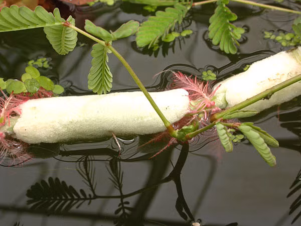 Khi bạn ăn phải rau rút chứa ấu trùng sán, chúng sẽ có cơ hội để thâm nhập vào một số cơ quan nội tạng và làm tổ trong ở đó. Khoảng thời gian từ khi ăn phải ấu trùng cho đến khi sán trưởng thành là 5-6 tuần. Sán có thể kí sinh ở bất kỳ cơ quan nào khác trong cơ thể người như tủy sống, màng não, cơ ngực hoặc tim… Ảnh: Songkhoe.