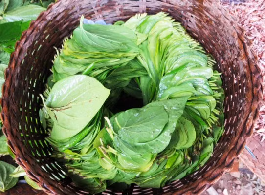 Lá trầu không: Nấu nước lá trầu không hoặc rửa sạch lá trầu không rồi vò nát lấy nước ngâm rửa vùng kín có thể khử mùi hôi hiệu quả. Ảnh: Lamdepvungkin.