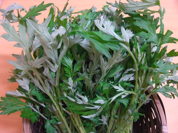 Ngải cứu: Cùng với các biện pháp tự nhiên khác, ngải cứu cũng là một trong những loại thảo dược giúp chữa viêm âm đạo cực hay và có thể trị dứt điểm mùi hôi nơi vùng kín. Bạn có thể sử dụng một nắm ngải cứu sạch. Sau đó, rửa sạch chúng và cho nước vào đun sôi. Để nước ngải cứu nguội để lấy nước này rửa vùng kín hàng ngày. Ảnh: Blog Trần Thành.