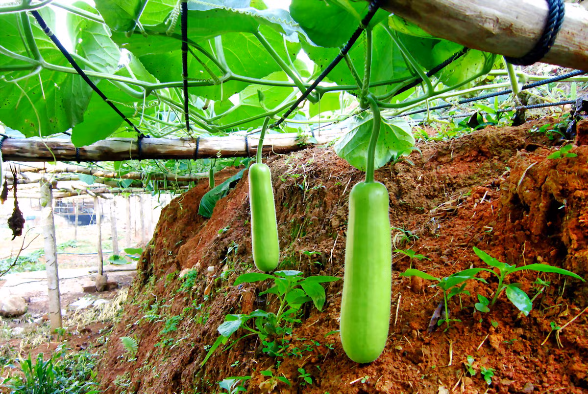 Với một quả bầu tươi đem gọt vỏ, bỏ bớt hột, thái thành miếng vừa đem xay nhuyễn, rắc thêm một chút bạc hà, tiêu đen bạn sẽ có một cốc nước giải khát tuyệt vời cho sức khỏe. Ảnh: Wikipedia.