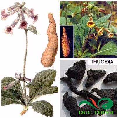 Chị em phụ nữ ra nhiều khí hư kết hơp tổ bọ ngựa, thục địa, thỏ ty tử sắc lên uống. Ảnh: Thảo dược đức thịnh.