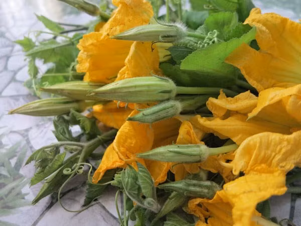 Không chỉ có ngọn bí, hoa bí đỏ cũng được công nhận là một trong những thực phẩm tuyệt vời, tốt cho sức khỏe có thể bảo vệ tim mạch, cầm máu, cải thiện giấc ngủ, nâng cao sức đề kháng… Ảnh: Sức khỏe nhi.