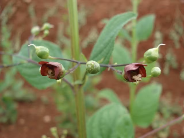 Người bị sưng tuyến giáp lấy tảo côn bố, bán biên liên, huyền sâm, cải rừng tía cũng sắc lên uống cũng có tác dụng tốt. Ảnh: Công ty cổ phần dược liệu Việt Nam.