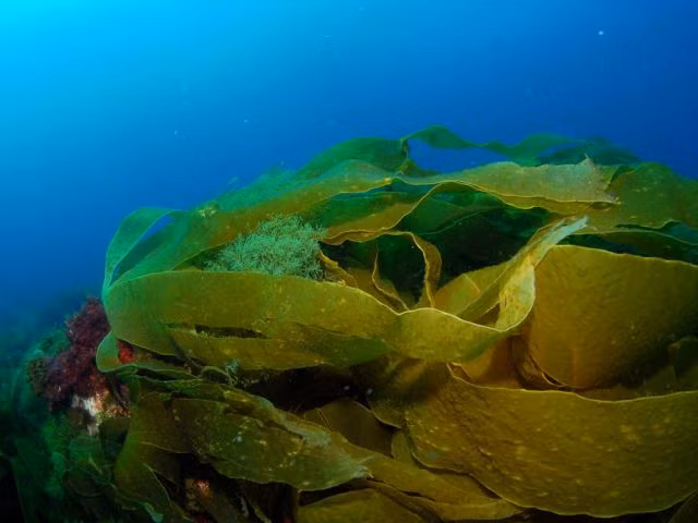 Tảo côn bố có mặt rất nhiều trong các bài thuốc chữa bệnh theo y học cổ truyền, có thể tham khảo một số bài thuốc từ côn bố điển hình sau. 