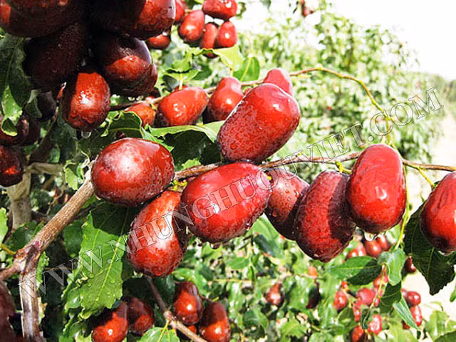 Bên cạnh bài thuốc từ táo đỏ thì món ăn có nguyên liệu từ táo đỏ cũng rất được ưa chuộng. Ảnh: Tư vấn khỏe.